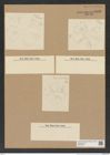 Actinoptychus sp. (de-Toni-Nr.: Genus 227) Zeichnungen Sammlung Grunow Nr. 9540 (NHMW-BOT-W0379537)